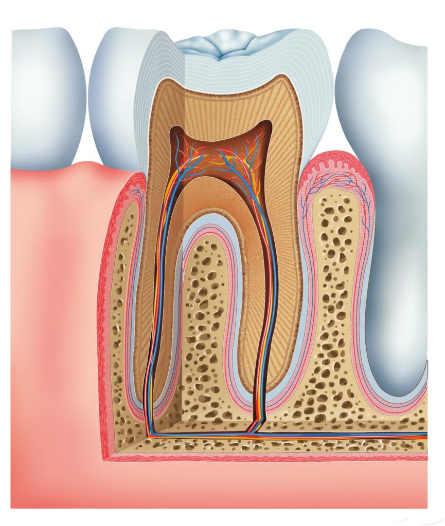 three layers of tooth anatomy